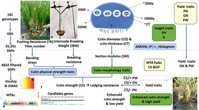 Genome-wide association studies for a comprehensive understanding of the genetic architecture of culm strength and yield traits in rice